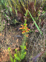 (c) André Deschodt, some rights reserved (CC BY) Erica grandiflora, photograph (c) André Deschodt, some rights reserved (CC BY)