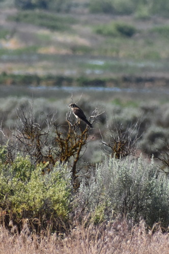 American Kestrel