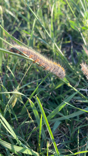 Grass Eggar