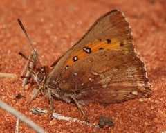 Aloeides thyra thyra