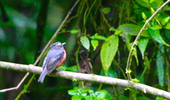 Ochthoeca cinnamomeiventris