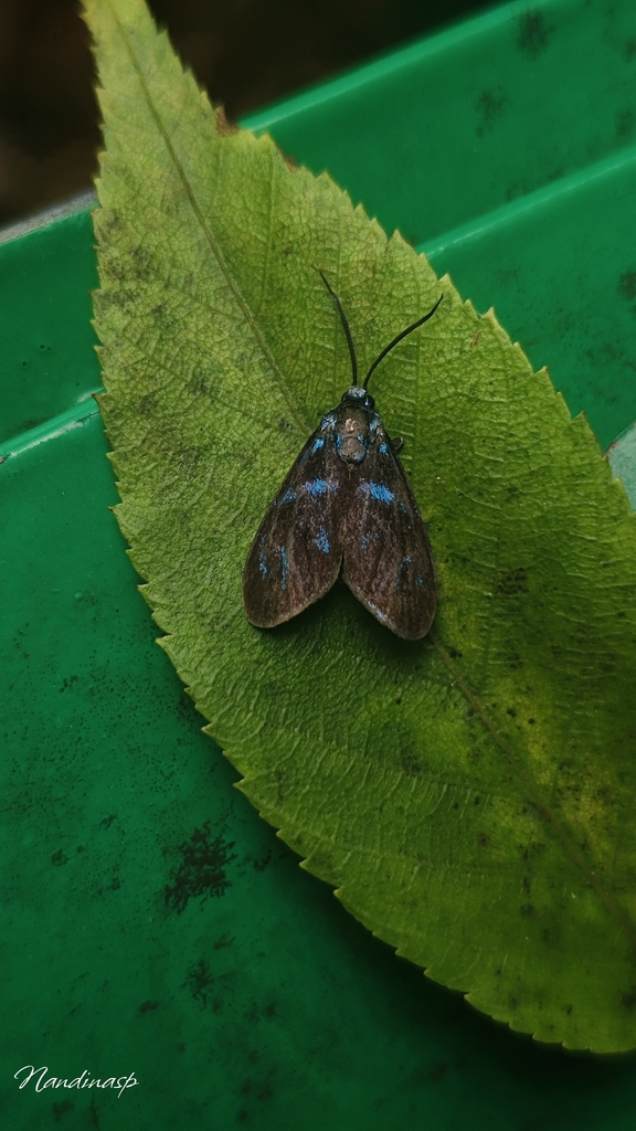 Clelea cyanescens