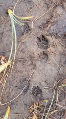 Hystrix africaeaustralis