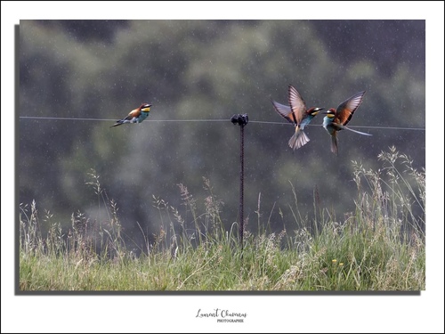 European Bee-eater