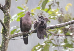 Patagioenas plumbea