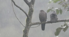 Patagioenas plumbea