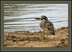 Great Stone-Curlew photo 2