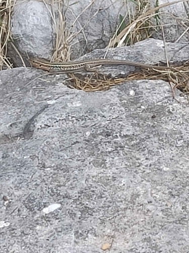 Peloponnese Wall Lizard