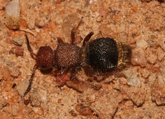 Brachymutilla scabrosa