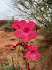 Penstemon utahensis