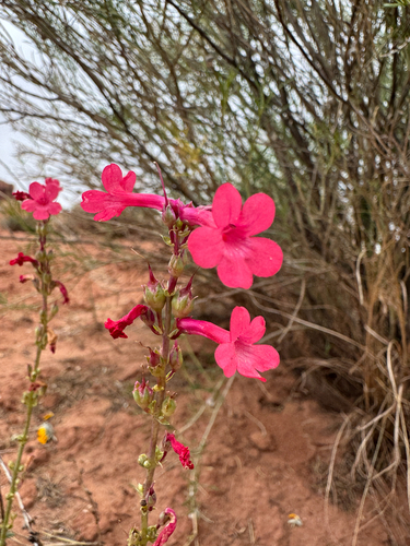 Penstemon utahensis, photograph 2