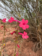 Penstemon utahensis, photograph (c) Parker James Lloyd, some rights reserved (CC BY)