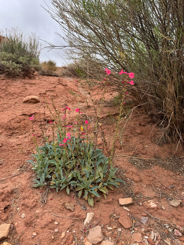 Penstemon utahensis, photograph 3