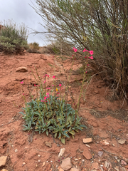 Penstemon utahensis, photograph (c) Parker James Lloyd, some rights reserved (CC BY)