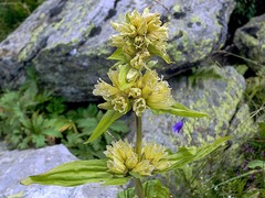 Gentiana burseri villarsii