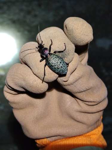Carabus smaragdinus