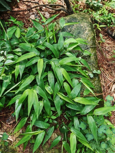 Lophatherum gracile, photograph 3