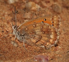 Aloeides damarensis