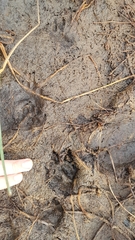 Hystrix africaeaustralis