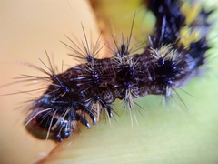 Dysschema centenaria