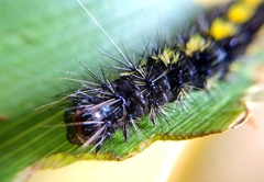 Dysschema centenaria