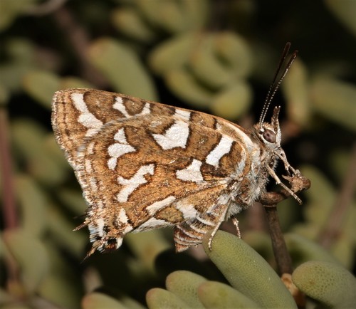 Cigaritis namaquus