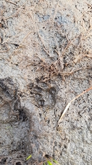 Hystrix africaeaustralis