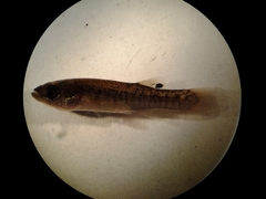 Fundulus confluentus