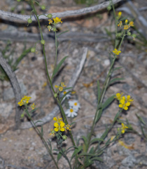 Physaria gordonii