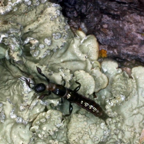 Pararhagadochir trinitatis