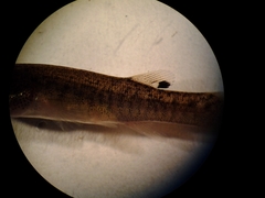 Fundulus confluentus