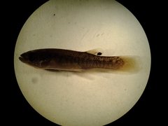 Fundulus confluentus