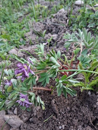 Corydalis intermedia, photograph 1
