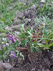 Corydalis intermedia