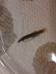 Fundulus confluentus