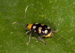 Diabrotica morosa