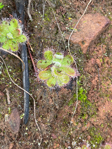 Drosera pauciflora