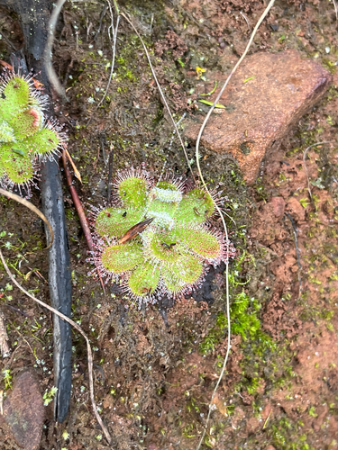 Drosera pauciflora