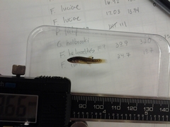 Fundulus confluentus