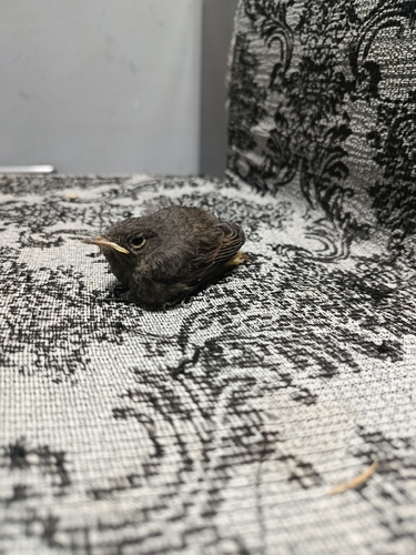 Black Redstart