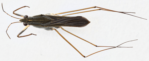 Gerris marginatus