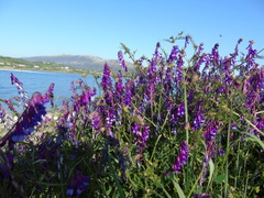 Vicia villosa microphylla