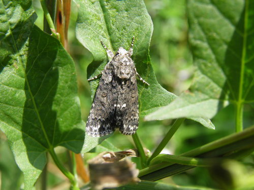 Rūgštyninis strėlinukas