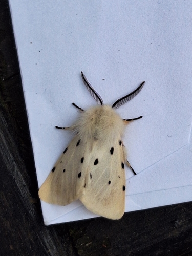 Muslin Moth