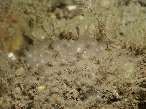 Phoronis hippocrepia observed 2026-05-23