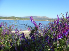 Vicia villosa microphylla