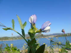 Vicia bithynica