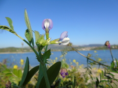 Vicia bithynica