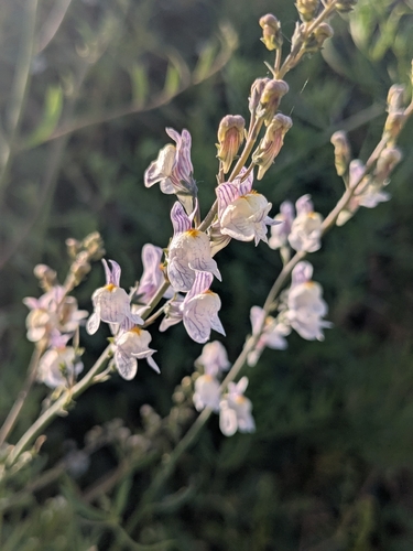 Pale Toadflax