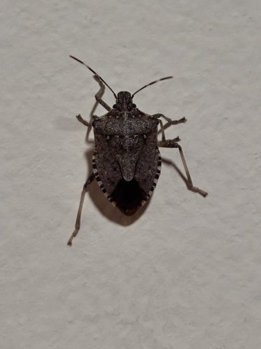 Brown Marmorated Stink Bug